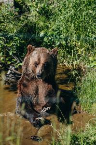 Boo the Rescue Grizzly Bear bathing