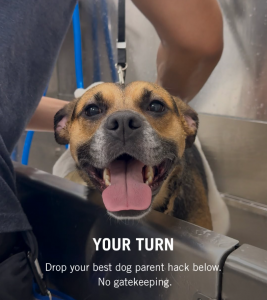 photo of dog at Scenthound Provo
