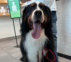 Photo of dog with it's tongue hanging out after a grooming session at Scenthound