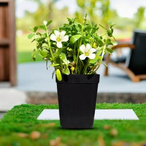 Live Brahmi (Bacopa monnieri) plant in a black nursery pot featuring lush green leaves and small white flowers, photographed outdoors with a blurred garden background.