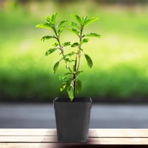 Live Tulsi (Ocimum tenuiflorum) plant in a black nursery pot featuring fresh green leaves and upright stems, photographed outdoors with a softly blurred green background.