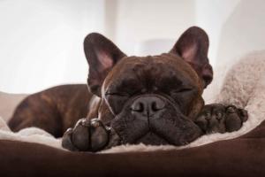 Dog sleeping in dog bed