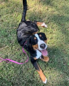 Pittsburgh, PA Off Leash Dog Training