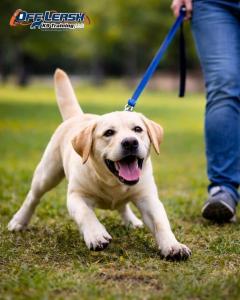 Off Leash Dog Training San Antonio, TX
