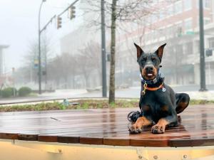 Off Leash Dog Training Greenville