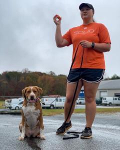Off Leash Dog Training Greenville, SC