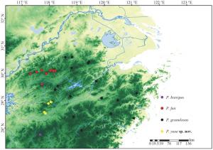 Distribution map of Pachytriton species in eastern China. Colors of each circle refer to different species.