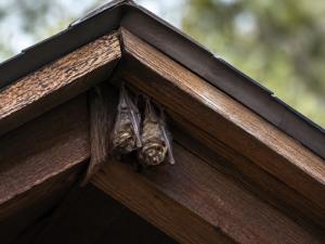 Bats hanging near the peak of a mountain home.