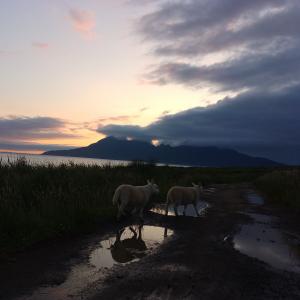 sheep lit by a sunset