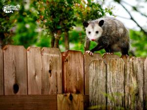 Opossum Removal in Polk County