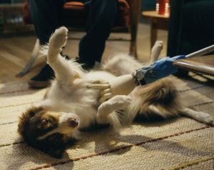 A dog getting petted by an extendable fake hand.