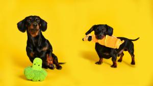 Two black-and-tan dachshunds on a yellow studio background with MOVING MOVING’s green Squeaky Broccoli Plush Dog Toy and orange Croissant Squeaky Treat-Hiding Dog Toy.