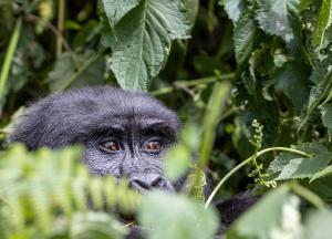 a beautiful endangered  Gorilla in Uganda