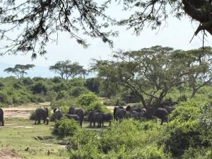 Uganda Queen Elizabeth National Park