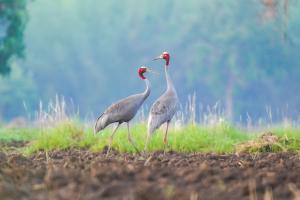 Two tall gray cranes with red heads stand in a green field.