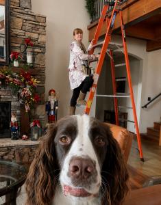 Durango Holiday Home owner, Lorrie Boone on a 14-ft ladder in their home while their dog Bert "supervises."