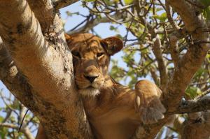 Tree climbing lion of Uganda