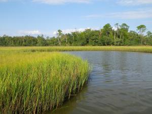 Smooth Cordgrass helps stabilize soil