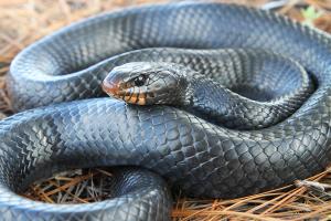 Close-up of an Eastern Indigo Snake coiled up on longleaf pine forest floor.