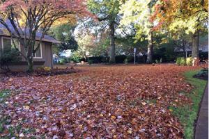 Lawn Maintenance New Evergreen Landscape LLC