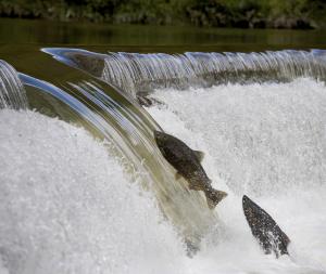 Fish Passage 101 Workshop