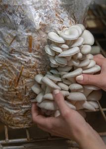 Fresh oyster mushrooms being harvested by hand from a straw-based mushroom grow bag in a commercial mushroom farming setup.