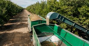 Harvested agricultural product being transferred into hauling trailers in a California orchard.