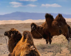 Mongolia travels also means encounters with camels