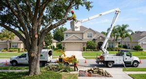 A professional tree trimmer using equipment to remove branches from a large tree in Orlando, Florida.