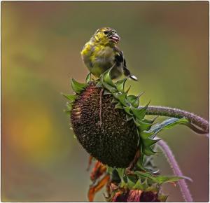 Goldfinch perched on a mature, drooping sunflower seed head and feeding on sunflower seeds in fall.