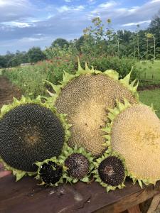 Five harvested sunflower seed heads of different sizes arranged on a wooden table, with blooming sunflowers and flowers in the garden behind them.