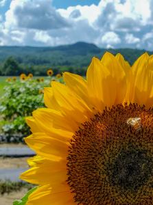 Bee feeding on the center of a bright yellow sunflower, with a sunflower field, green mountains, and cloudy blue sky in the background.