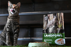 Cat licking mouth after eating new Fussie Cat Essence Landfowl cat kibble Dry food in cat food bowl