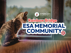 Cat looking down near window; text says: "Rainbow Bridge ESA Memorial Community"