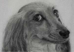 A dachshund lady