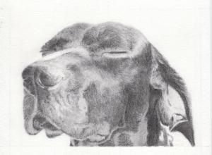 A realistic graphite pencil drawing of a dog with its eyes closed, capturing a quiet moment of pure bliss. The artwork features detailed shading on the fur, creating a soft, sun-kissed effect on paper.