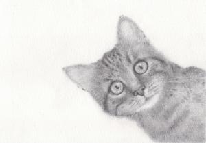 A realistic graphite pencil drawing of a small, curious kitten peeking around a corner, bringing big curiosity to life on paper. The artwork features detailed pencil shading that highlights the kitten's wide, playful eyes and soft fur textures.