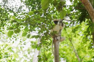 The Critically Endangered Golden-crowned Sifaka