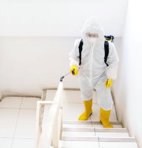emergency mold removal services