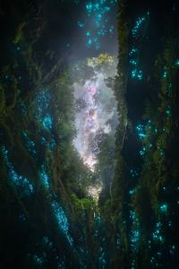 Blue-green glowworms illuminate the moss-covered walls of a deep chasm in New Zealand, framing a view of the Milky Way through the forest canopy above.