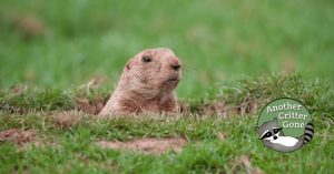 An outdoor scene of a groundhog coming up from the ground and the company logo of Cincinnati nuisance animal removal service, Another Critter Gone.