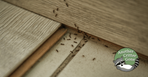 Wooden kitchen cabinets being infested by ants moving along the floor and cabinets with the logo of Cincinnati pest control services company, Another Critter Gone.