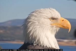 Profile photo of Jackie the bald eagle in her Big Bear Valley habitat.