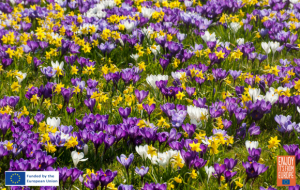 Image of Crocus