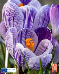 Image of Crocus