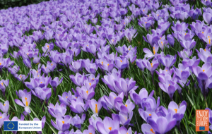 Image of Crocus