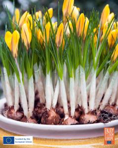 Image of Crocus