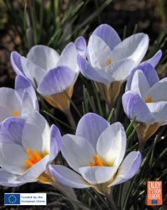 Image of Crocus