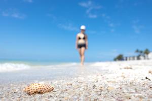 Rare and coveted sea shells like the Junonia are found on Sundial Beach Resort's shell-covered beaches.
