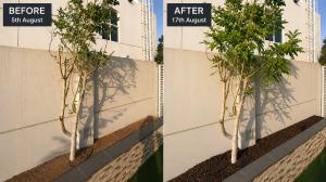 Green Zen Organic Mulch - before and after trial - side by side view 5th August and 12th August
